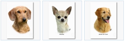 dachshund chichihua golden retriever animal photographer business card