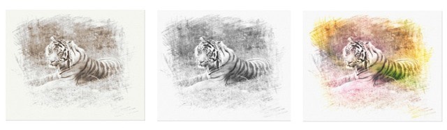 This wrapped canvas features a digitally rendered sketch of a Sumatra Tiger, an endangered species in Sumatra, Indonesia, in black and white,  sepia and in color